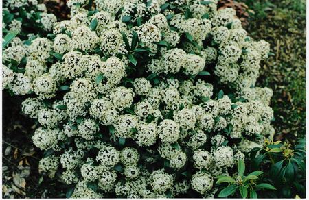 Skimmia japonica Rubella (Male)